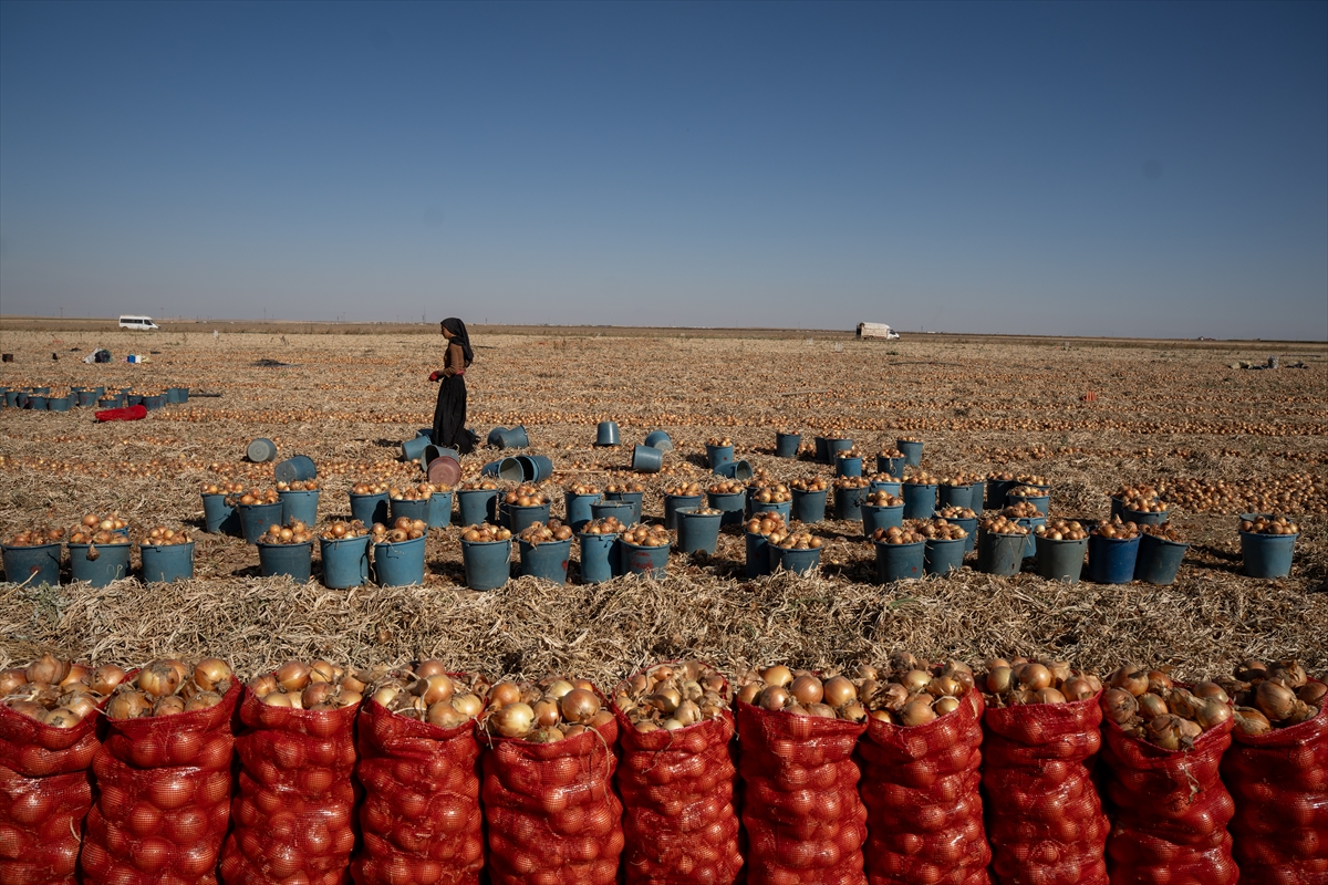 Karatay’da soğan hasadı başladı - Görsel 14
