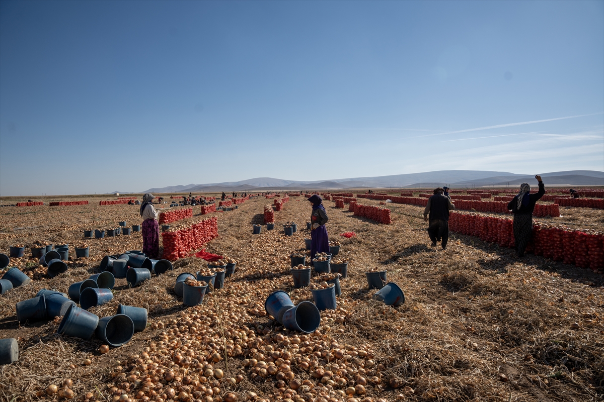 Karatay’da soğan hasadı başladı - Görsel 15