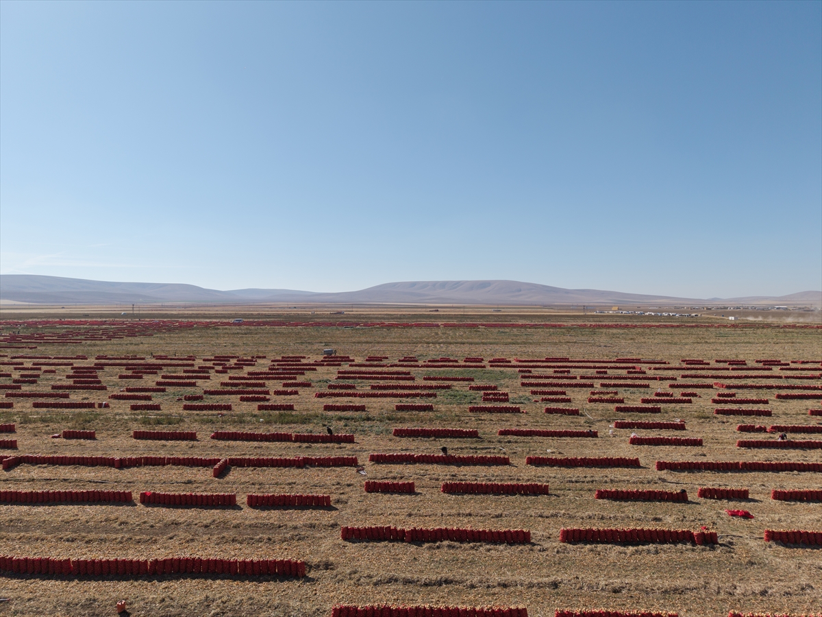 Karatay’da soğan hasadı başladı - Görsel 16