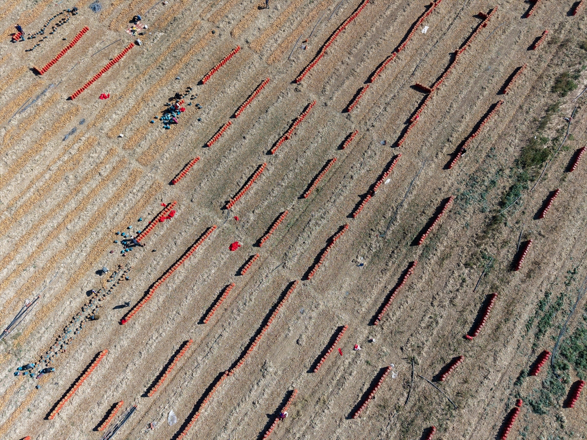 Karatay’da soğan hasadı başladı - Görsel 17