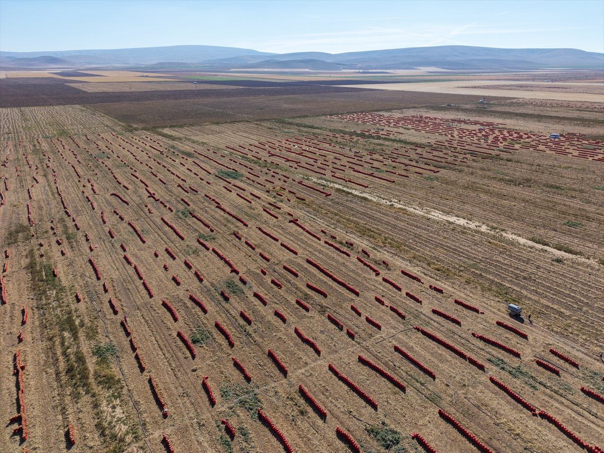 Karatay’da soğan hasadı başladı - Görsel 18
