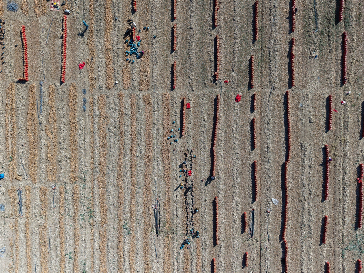 Karatay’da soğan hasadı başladı - Görsel 19