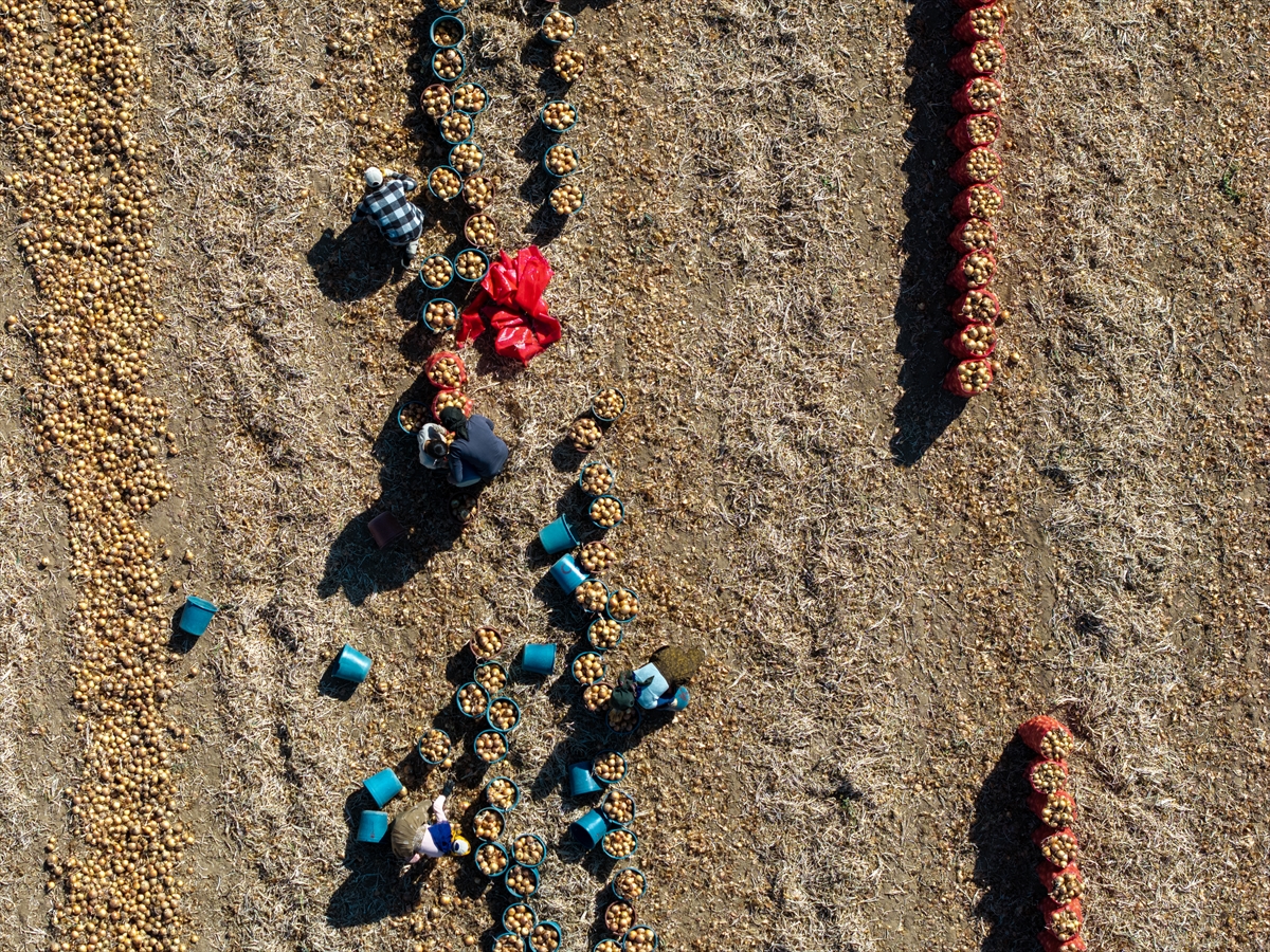 Karatay’da soğan hasadı başladı - Görsel 20