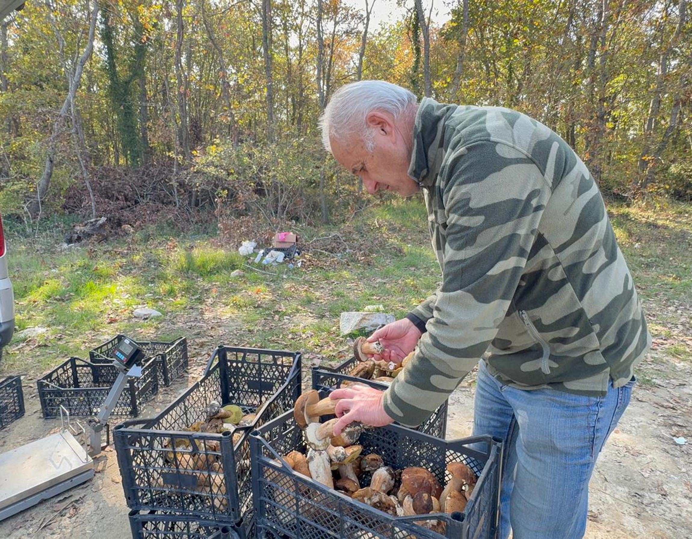 Kuraklık nedeniyle Istranca Ormanları’nda mantar popülasyonu azaldı, kilosu 500 TL’ye çıktı - Görsel 2