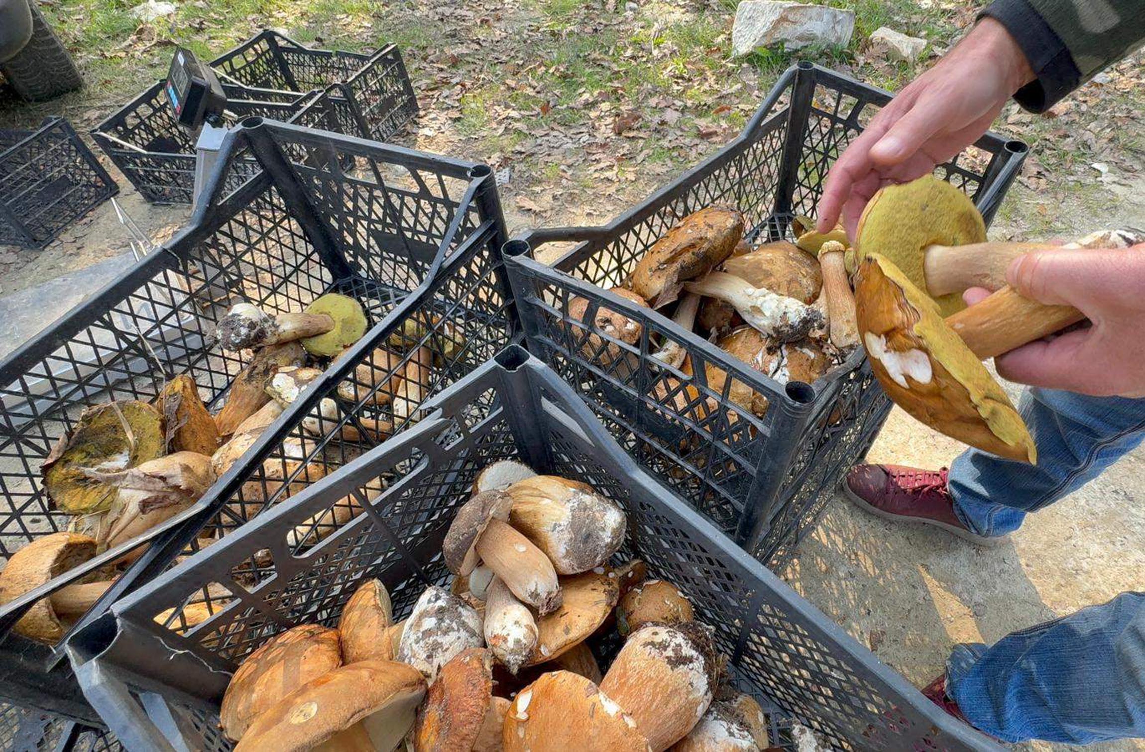 Kuraklık nedeniyle Istranca Ormanları’nda mantar popülasyonu azaldı, kilosu 500 TL’ye çıktı - Görsel 3