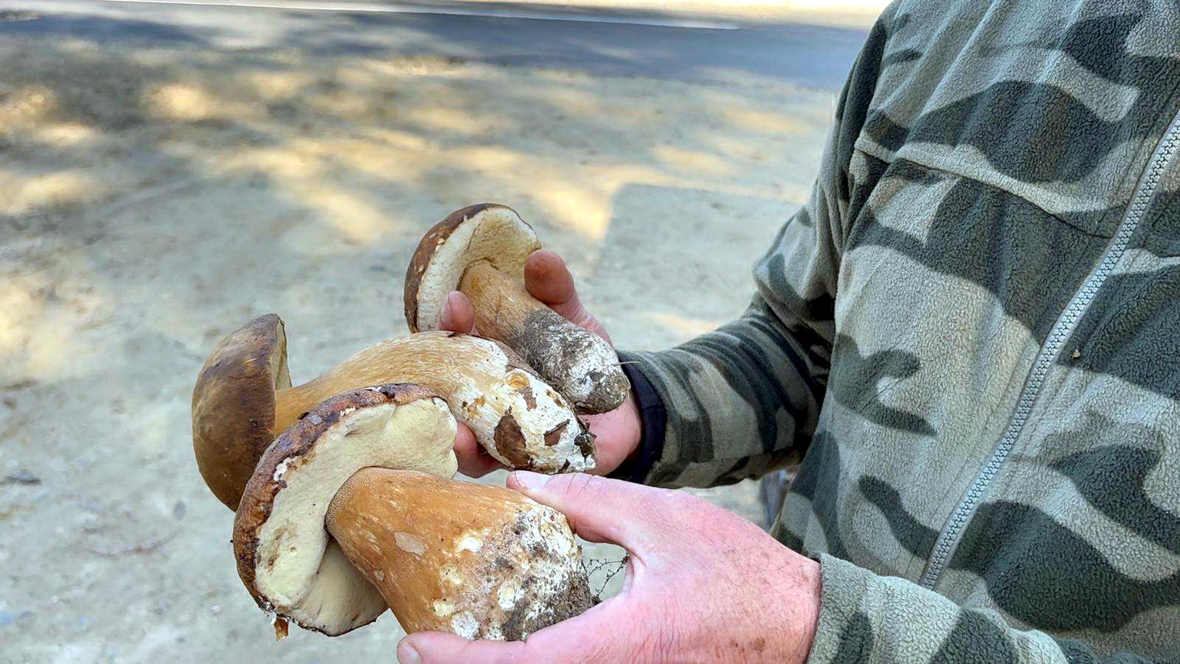 Kuraklık nedeniyle Istranca Ormanları’nda mantar popülasyonu azaldı, kilosu 500 TL’ye çıktı - Görsel 4