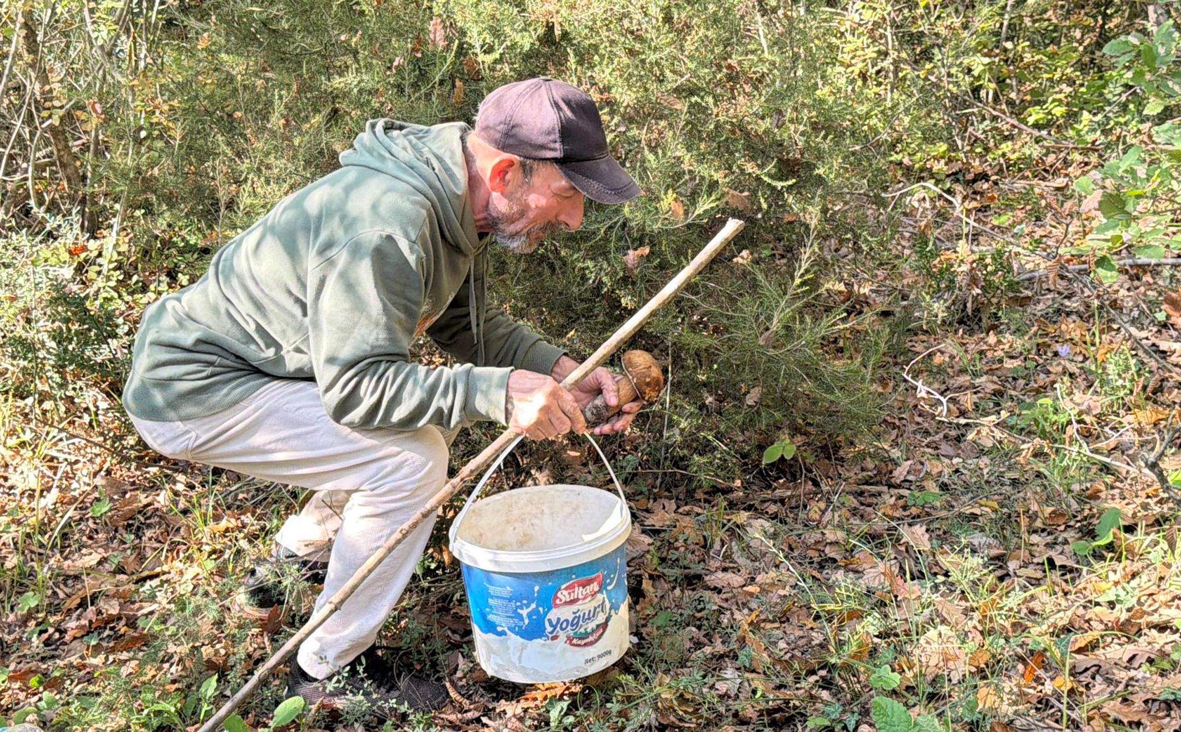 Kuraklık nedeniyle Istranca Ormanları’nda mantar popülasyonu azaldı, kilosu 500 TL’ye çıktı - Görsel 5