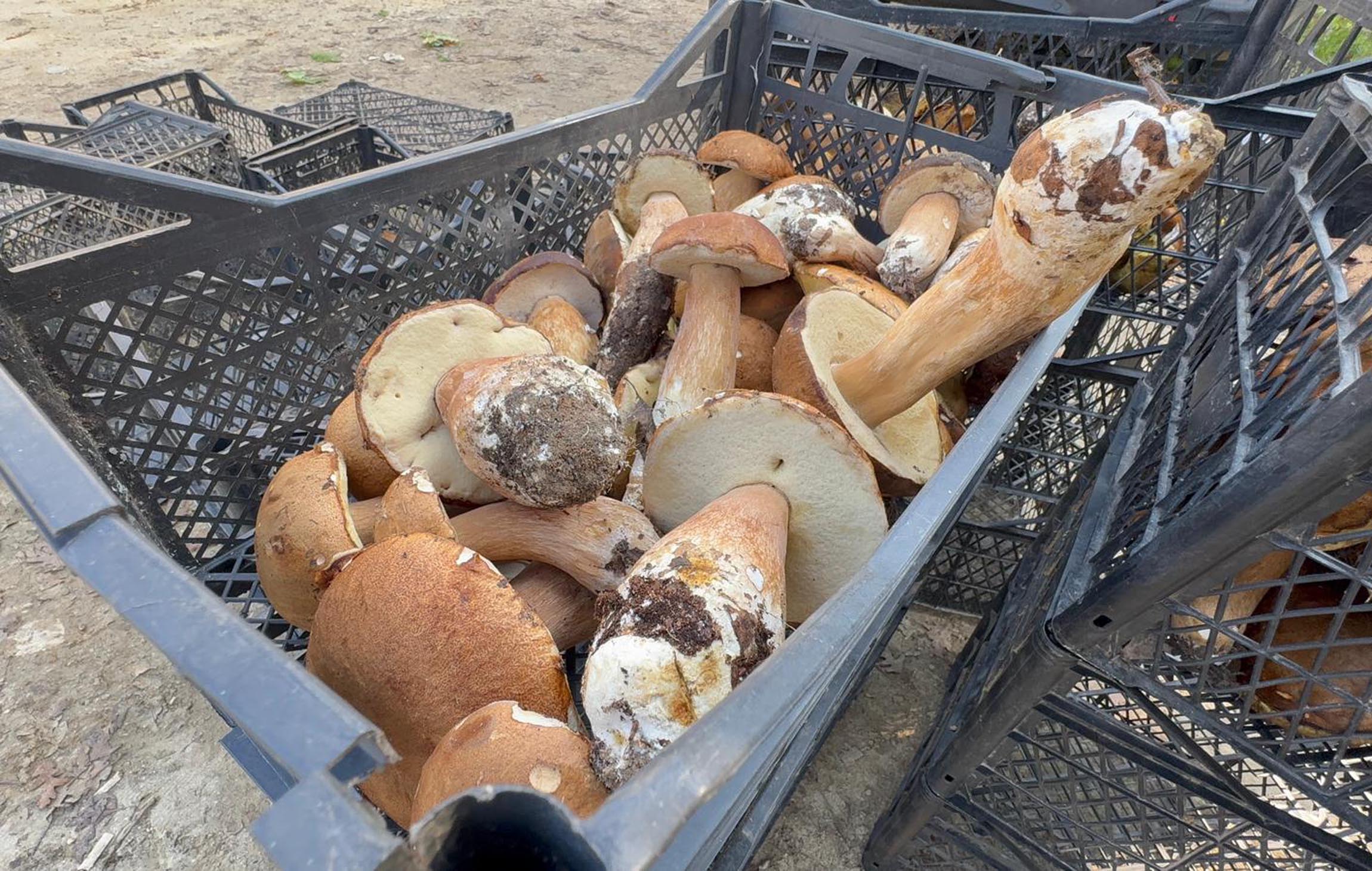 Kuraklık nedeniyle Istranca Ormanları’nda mantar popülasyonu azaldı, kilosu 500 TL’ye çıktı - Görsel 6