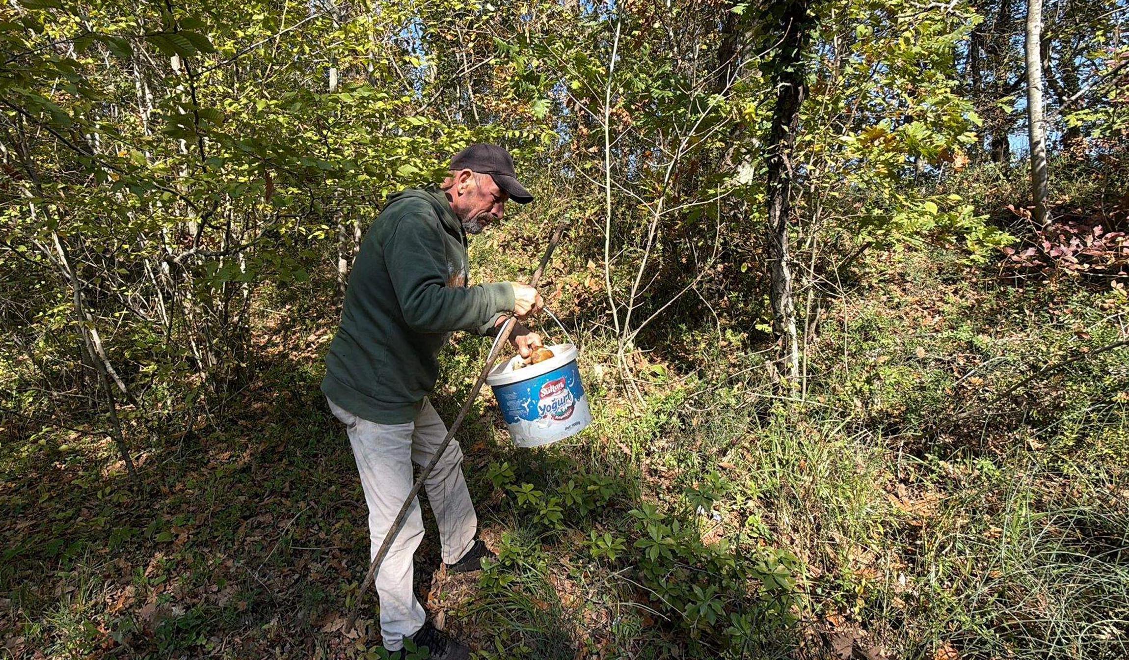 Kuraklık nedeniyle Istranca Ormanları’nda mantar popülasyonu azaldı, kilosu 500 TL’ye çıktı - Görsel 10