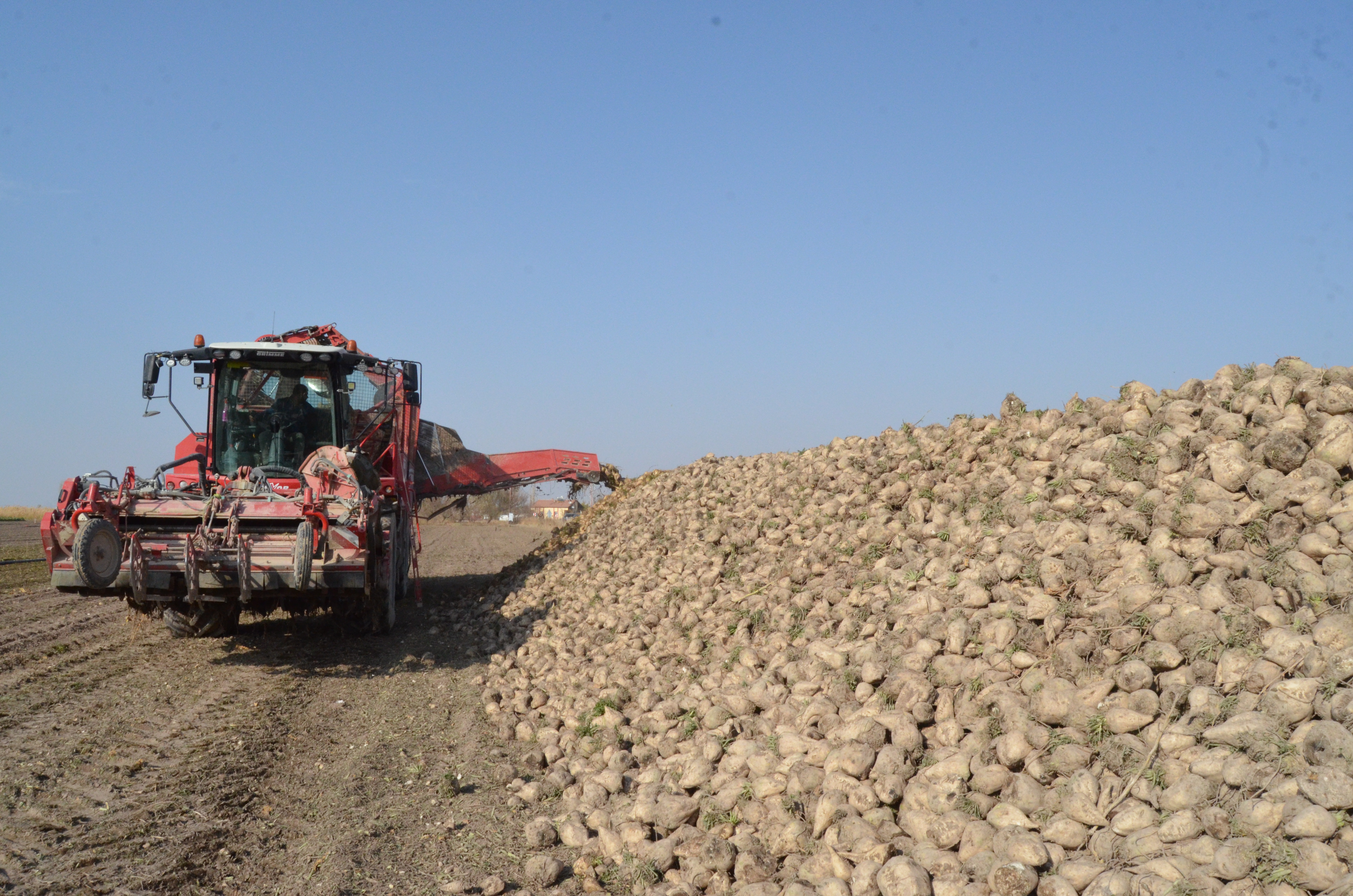 Aksaray- Pancar üreticisi fiyattan memnun - Görsel 1