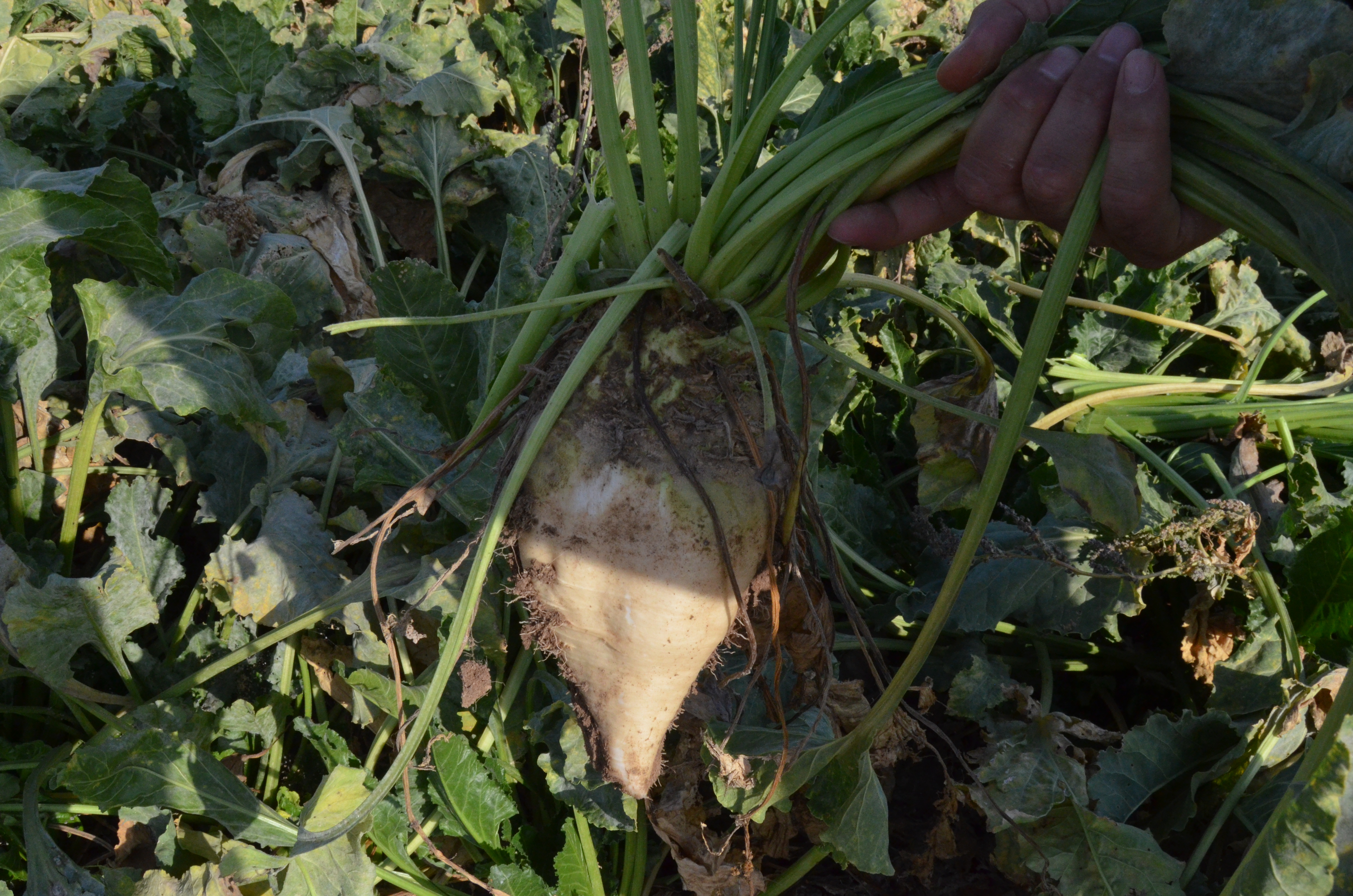 Aksaray- Pancar üreticisi fiyattan memnun - Görsel 3