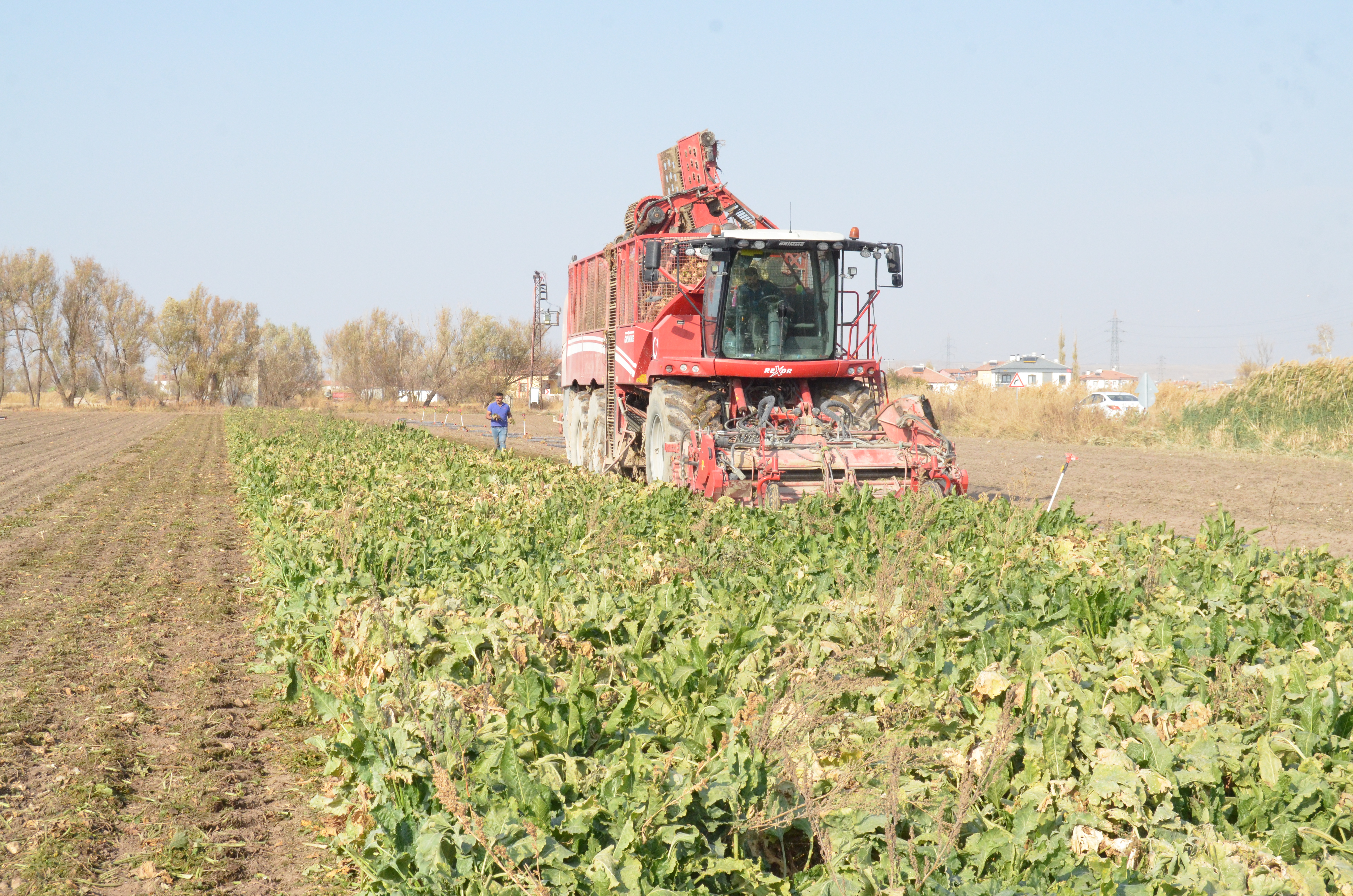 Aksaray- Pancar üreticisi fiyattan memnun - Görsel 4
