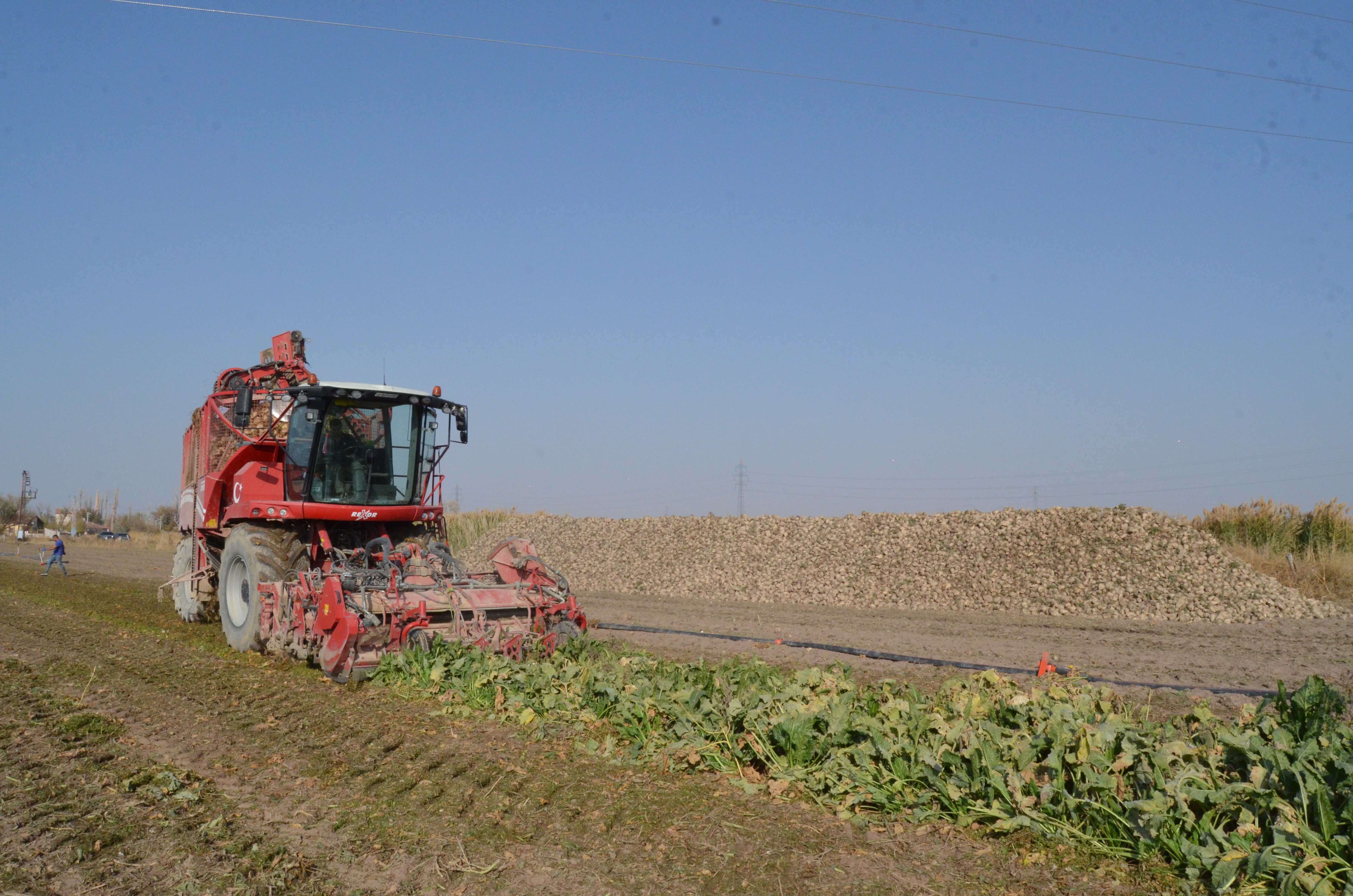 Aksaray- Pancar üreticisi fiyattan memnun - Görsel 6