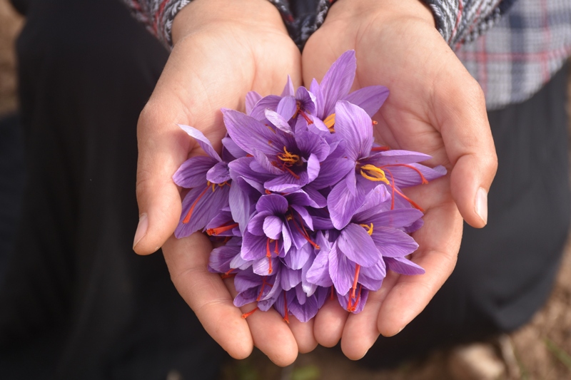 Sivas - Eşini kaybettiği hastalık sürecinde önerilen, bulamadığı safranın üreticisi oldu - Görsel 1