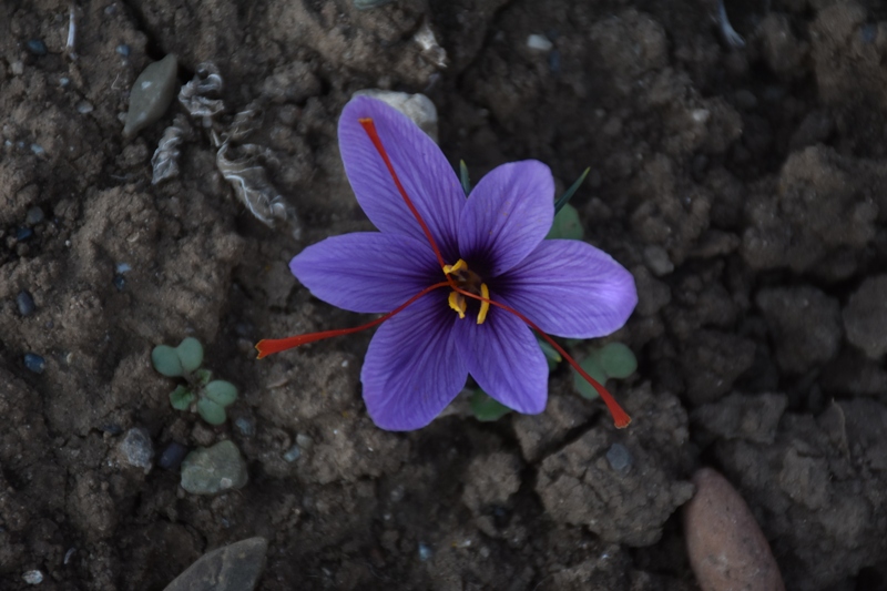 Sivas - Eşini kaybettiği hastalık sürecinde önerilen, bulamadığı safranın üreticisi oldu - Görsel 2