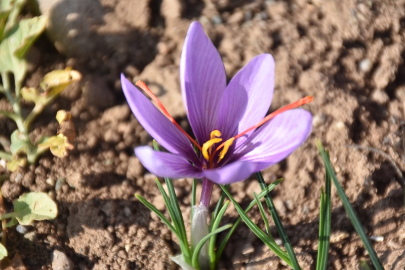 Sivas - Eşini kaybettiği hastalık sürecinde önerilen, bulamadığı safranın üreticisi oldu - Görsel 3