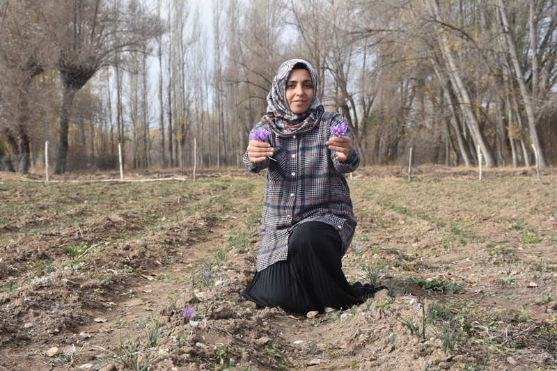 Sivas - Eşini kaybettiği hastalık sürecinde önerilen, bulamadığı safranın üreticisi oldu - Görsel 4