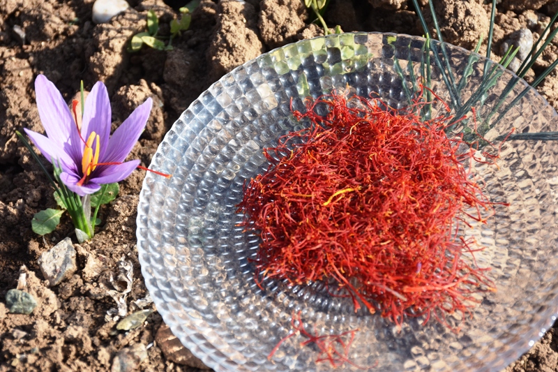 Sivas - Eşini kaybettiği hastalık sürecinde önerilen, bulamadığı safranın üreticisi oldu - Görsel 5