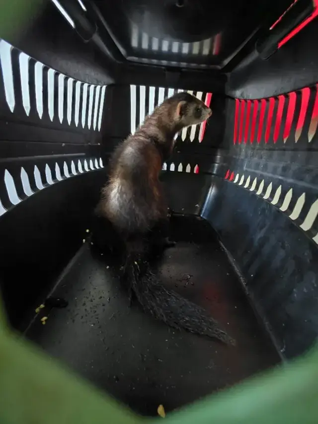 Aksaray'da Nesli Tehlike Altındaki Gelinciği Satmaya Çalışan Genç, Suçüstü Yakalandı - Görsel 1