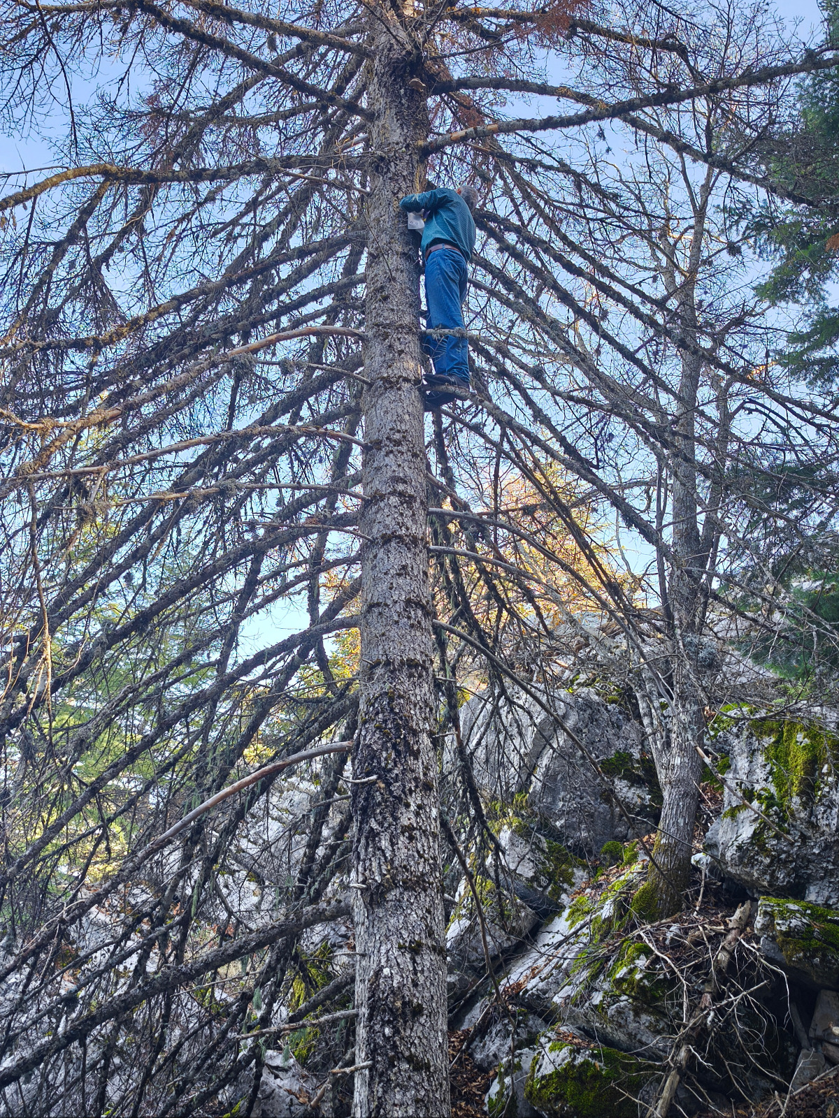 Seydişehir'in Sarp Kayalarında Tehlikeye Meydan Okuyan Mantar Avcıları - Görsel 2