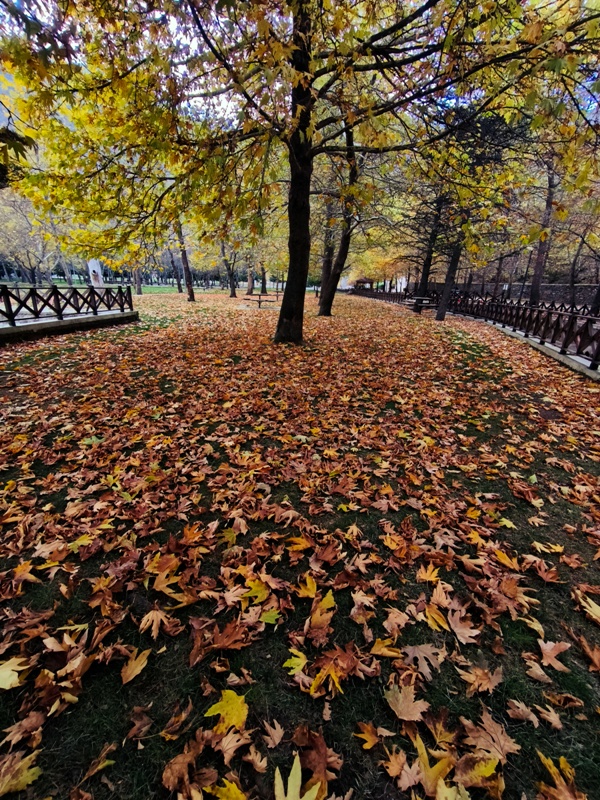 Seydişehir'in Saklı Cenneti Kuğulu Tabiat Parkı, Sonbaharın Tüm Renklerine Büründü FOTOHABER - Görsel 4