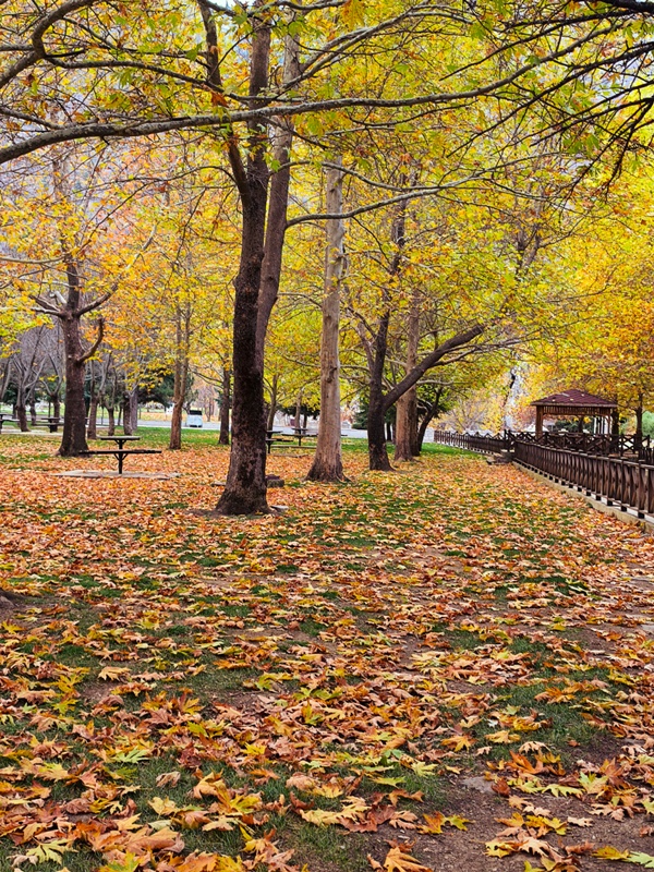 Seydişehir'in Saklı Cenneti Kuğulu Tabiat Parkı, Sonbaharın Tüm Renklerine Büründü FOTOHABER - Görsel 6
