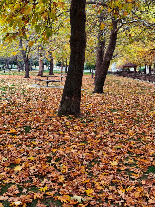 Seydişehir'in Saklı Cenneti Kuğulu Tabiat Parkı, Sonbaharın Tüm Renklerine Büründü FOTOHABER - Görsel 7