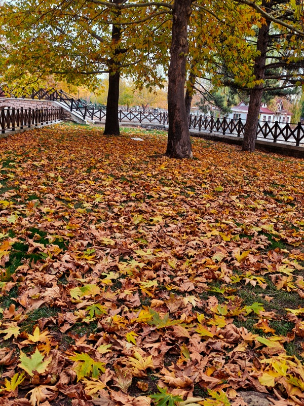Seydişehir'in Saklı Cenneti Kuğulu Tabiat Parkı, Sonbaharın Tüm Renklerine Büründü FOTOHABER - Görsel 9