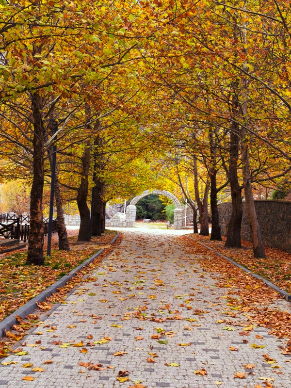 Seydişehir'in Saklı Cenneti Kuğulu Tabiat Parkı, Sonbaharın Tüm Renklerine Büründü FOTOHABER - Görsel 11