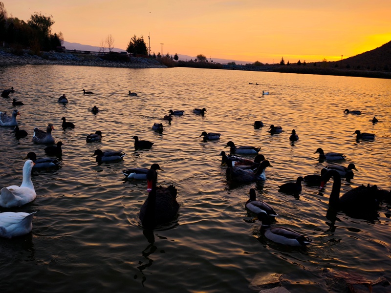 Seydişehir'in Saklı Cenneti Kuğulu Tabiat Parkı, Sonbaharın Tüm Renklerine Büründü FOTOHABER - Görsel 14