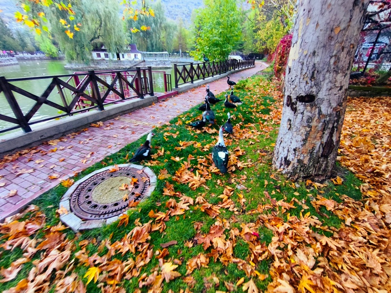 Seydişehir'in Saklı Cenneti Kuğulu Tabiat Parkı, Sonbaharın Tüm Renklerine Büründü FOTOHABER - Görsel 18