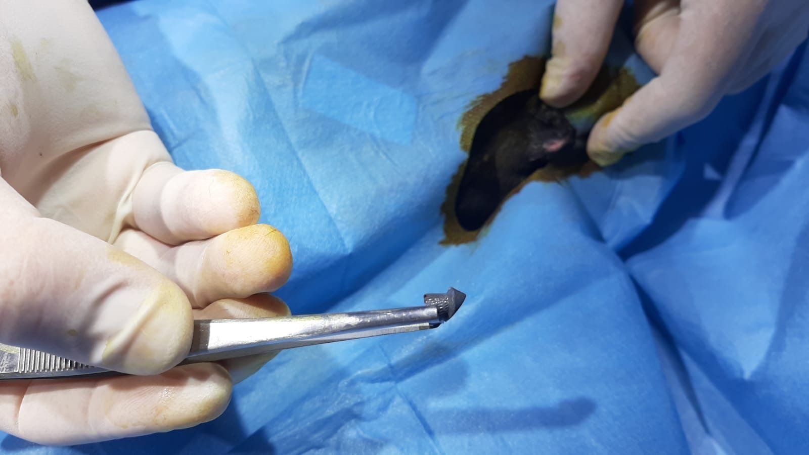 Kedileri av tüfeği ile öldürdüğü iddia edilen komşu için hapis istemi - Görsel 1