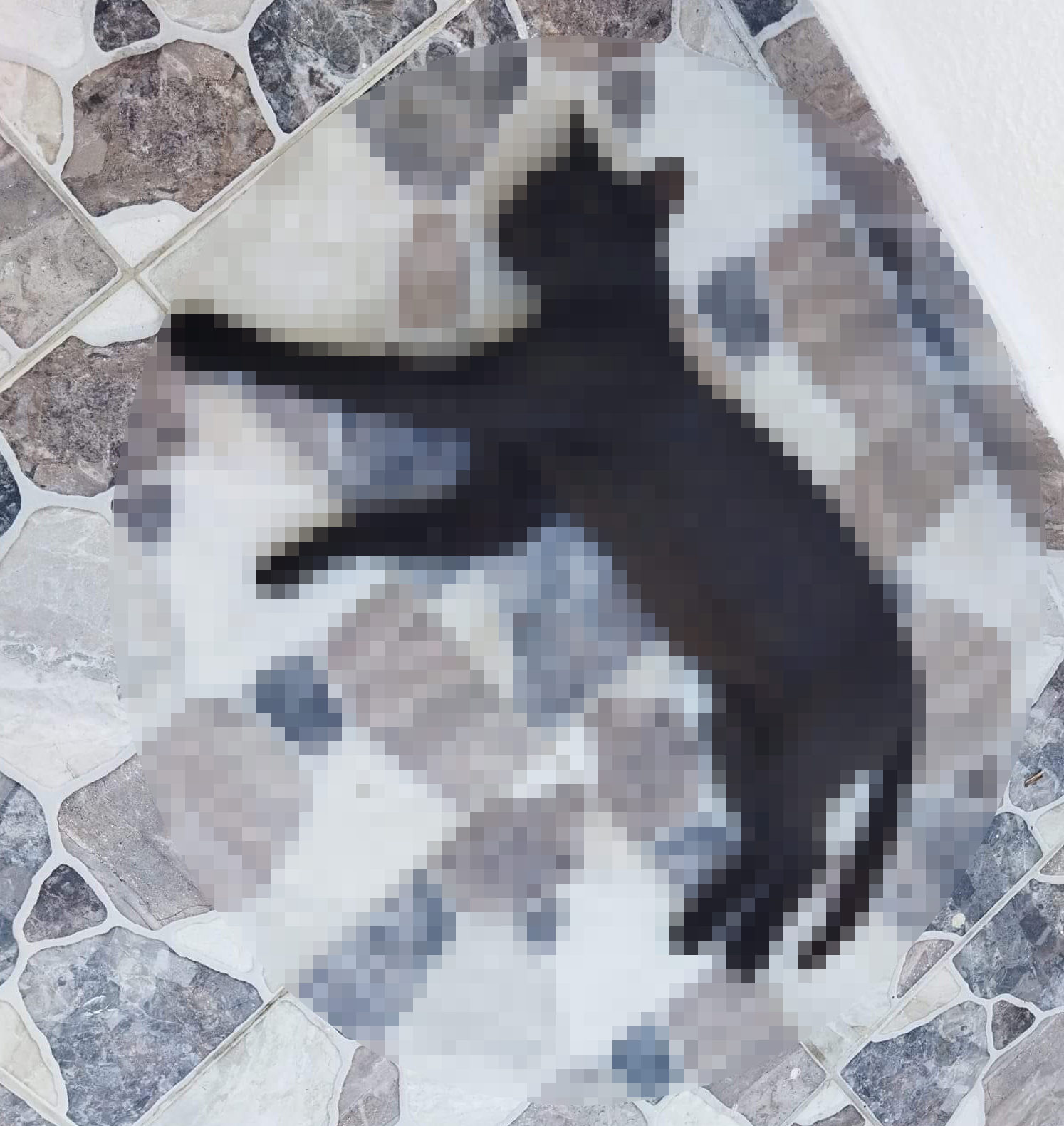 Kedileri av tüfeği ile öldürdüğü iddia edilen komşu için hapis istemi - Görsel 2