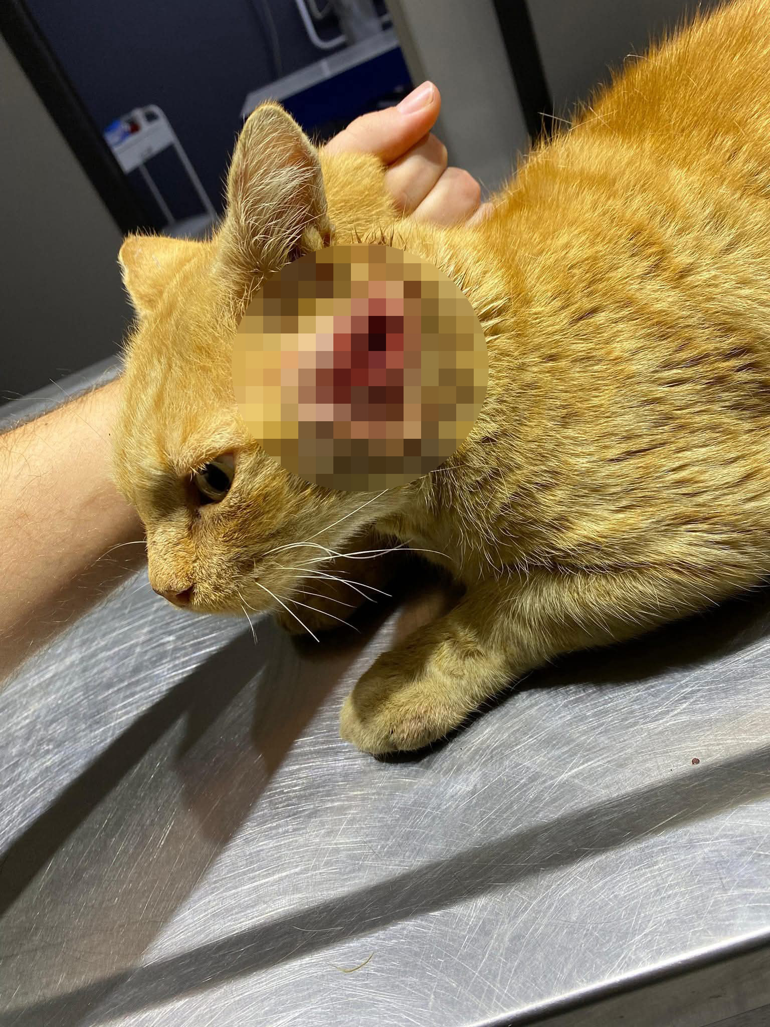 Kedileri av tüfeği ile öldürdüğü iddia edilen komşu için hapis istemi - Görsel 3