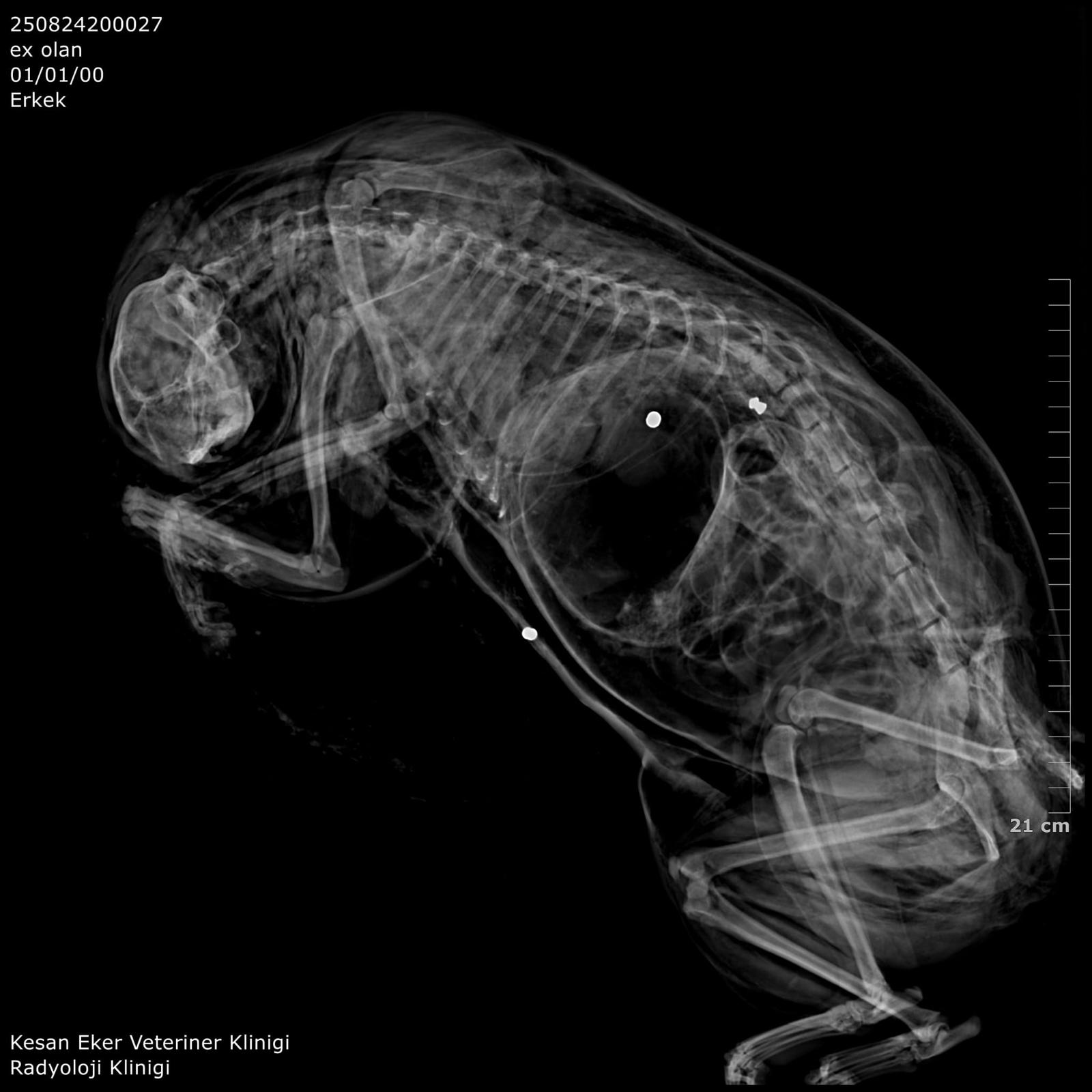 Kedileri av tüfeği ile öldürdüğü iddia edilen komşu için hapis istemi - Görsel 4