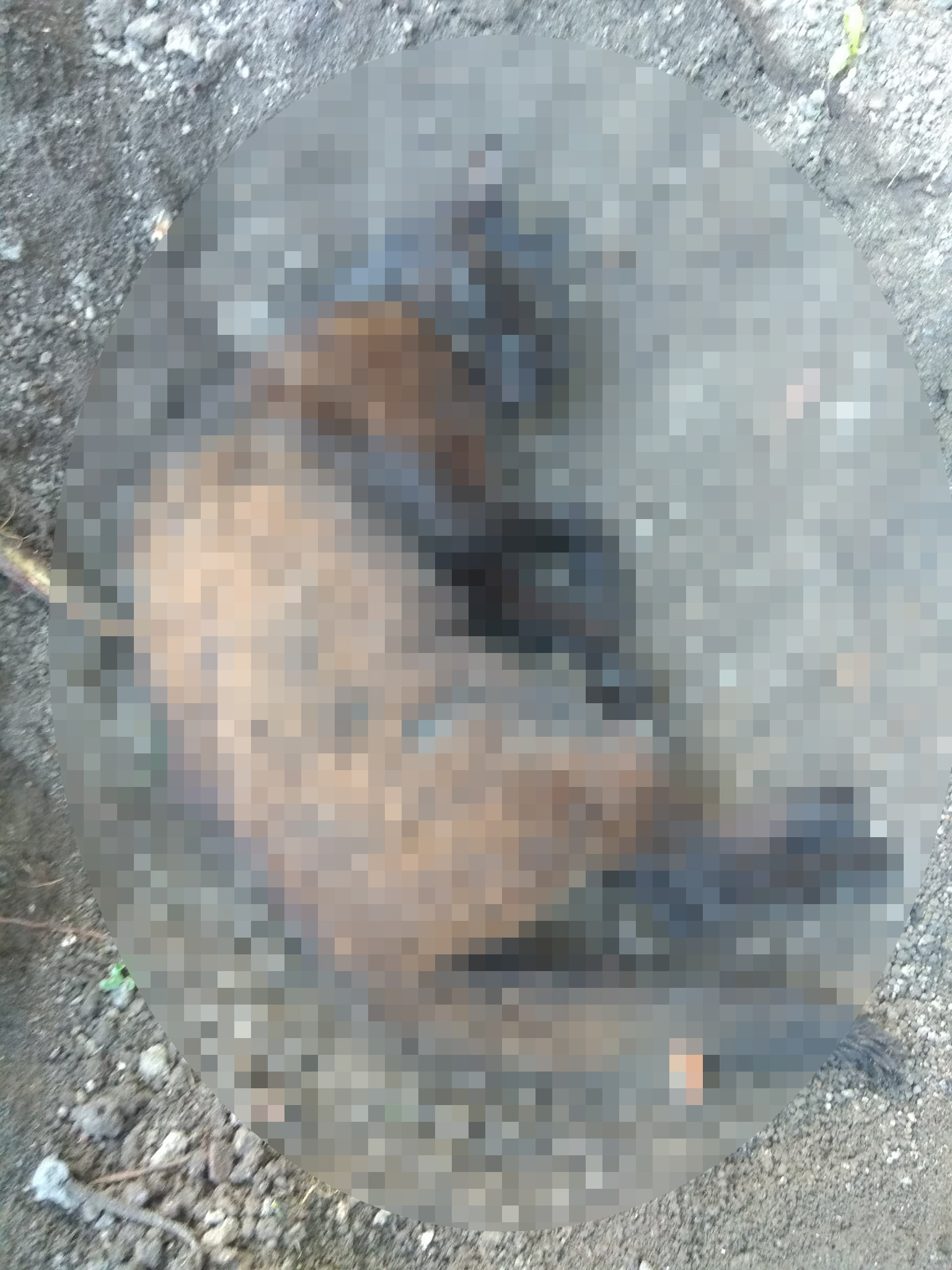 Kedileri av tüfeği ile öldürdüğü iddia edilen komşu için hapis istemi - Görsel 5