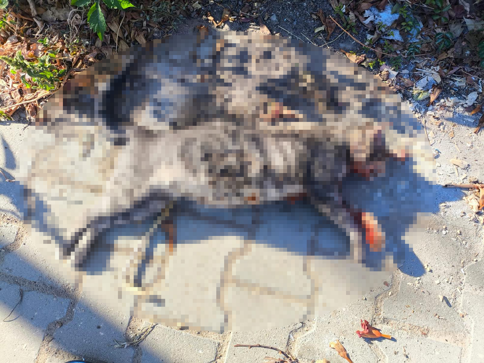 Kedileri av tüfeği ile öldürdüğü iddia edilen komşu için hapis istemi - Görsel 7