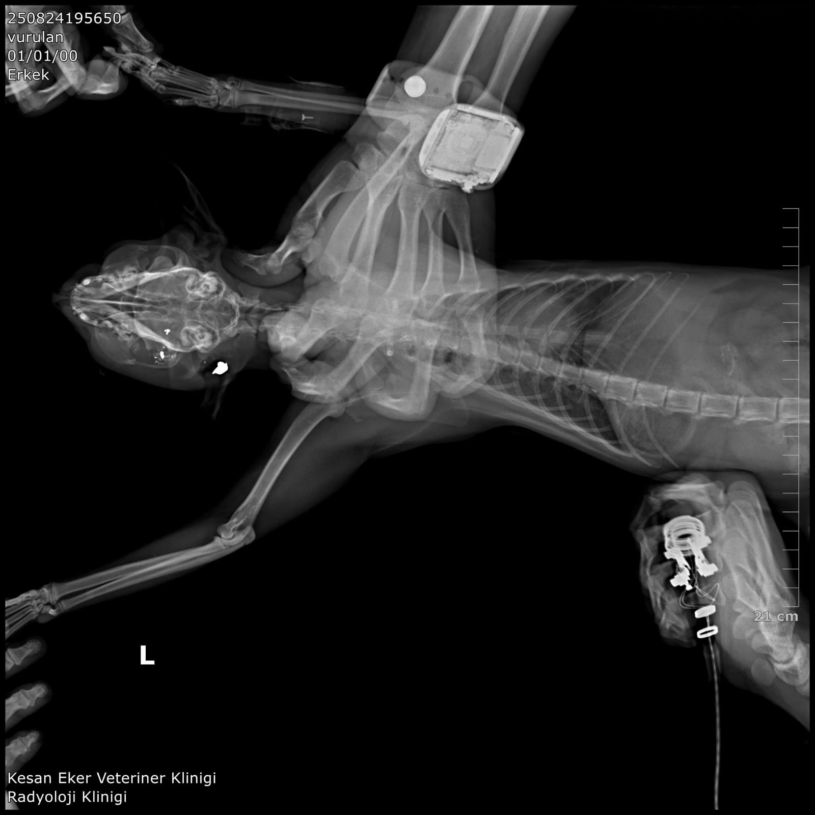Kedileri av tüfeği ile öldürdüğü iddia edilen komşu için hapis istemi - Görsel 8