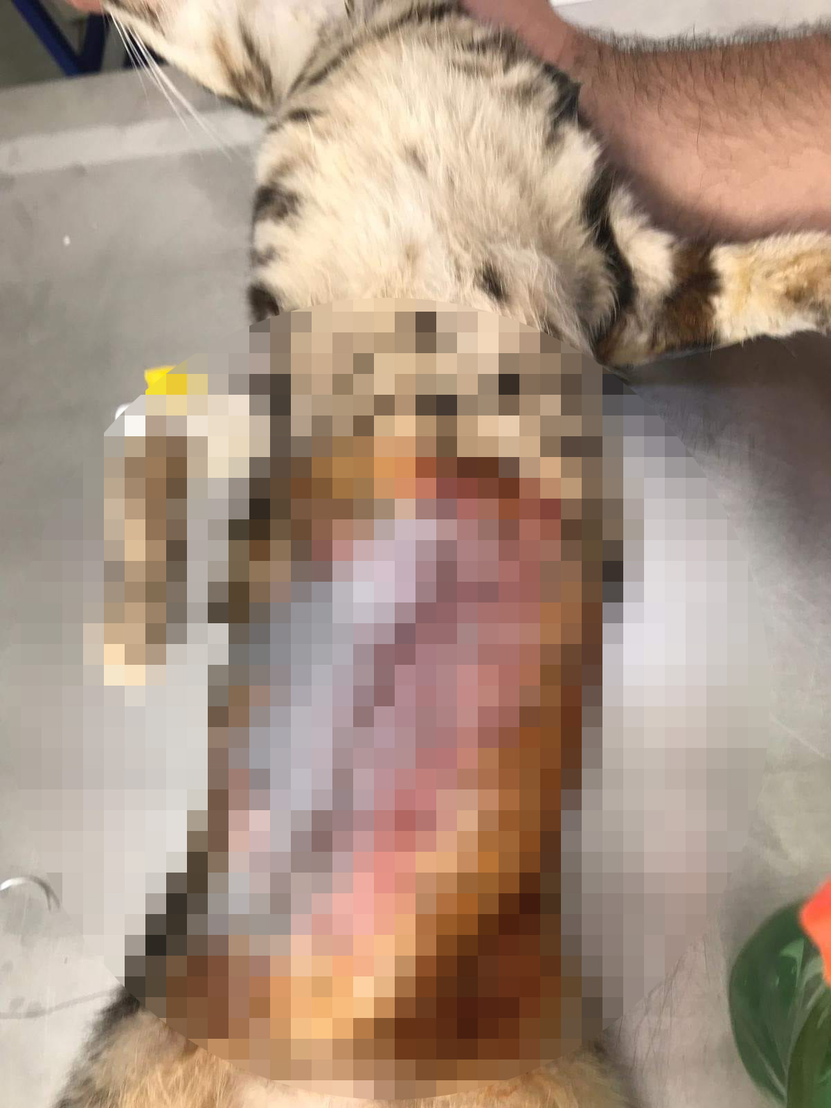 Kedileri av tüfeği ile öldürdüğü iddia edilen komşu için hapis istemi - Görsel 9