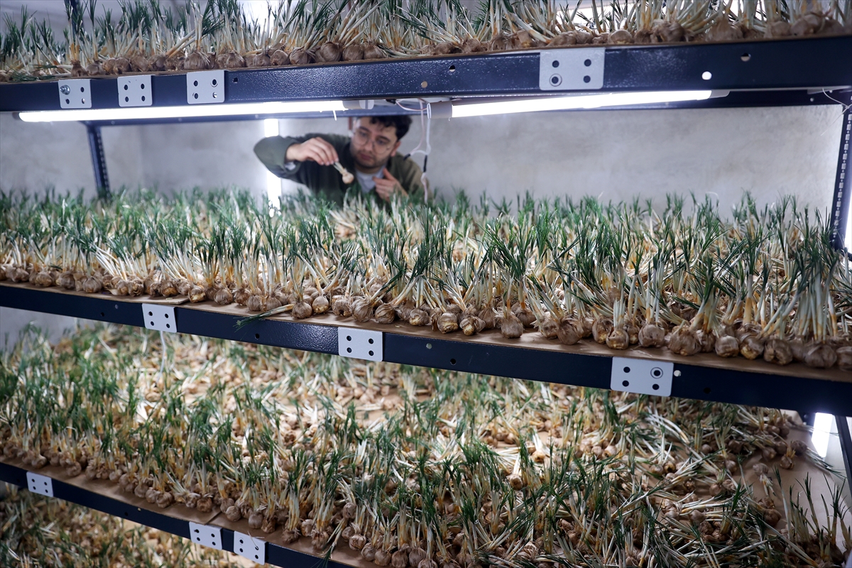 KONYA - Deneme amaçlı kurduğu tesiste topraksız safran üretimi yapıyor - Görsel 1