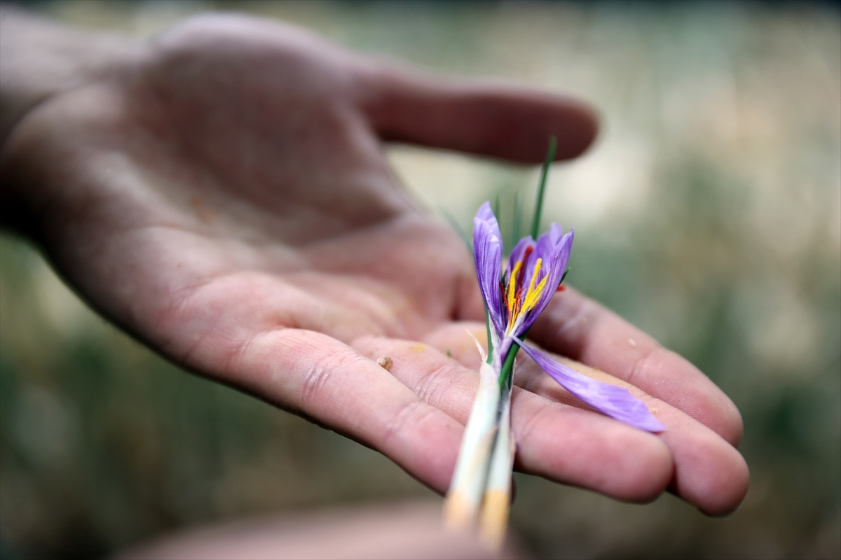 KONYA - Deneme amaçlı kurduğu tesiste topraksız safran üretimi yapıyor - Görsel 3