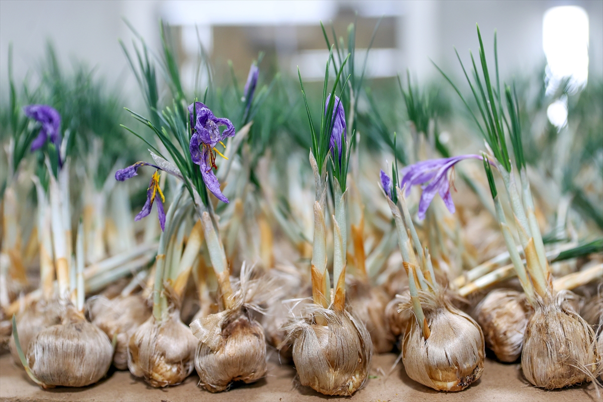 KONYA - Deneme amaçlı kurduğu tesiste topraksız safran üretimi yapıyor - Görsel 4