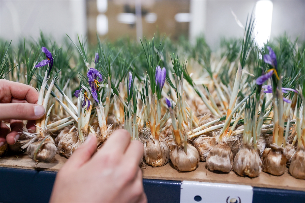 KONYA - Deneme amaçlı kurduğu tesiste topraksız safran üretimi yapıyor - Görsel 5