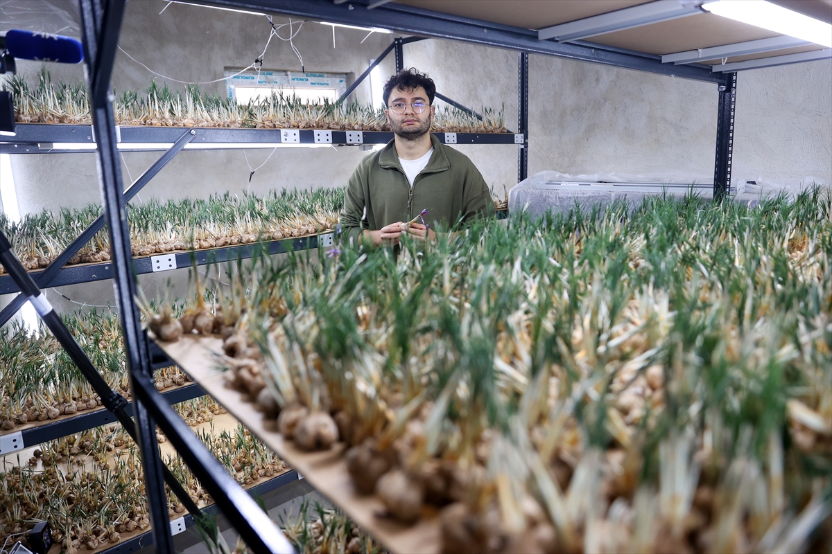 KONYA - Deneme amaçlı kurduğu tesiste topraksız safran üretimi yapıyor - Görsel 7