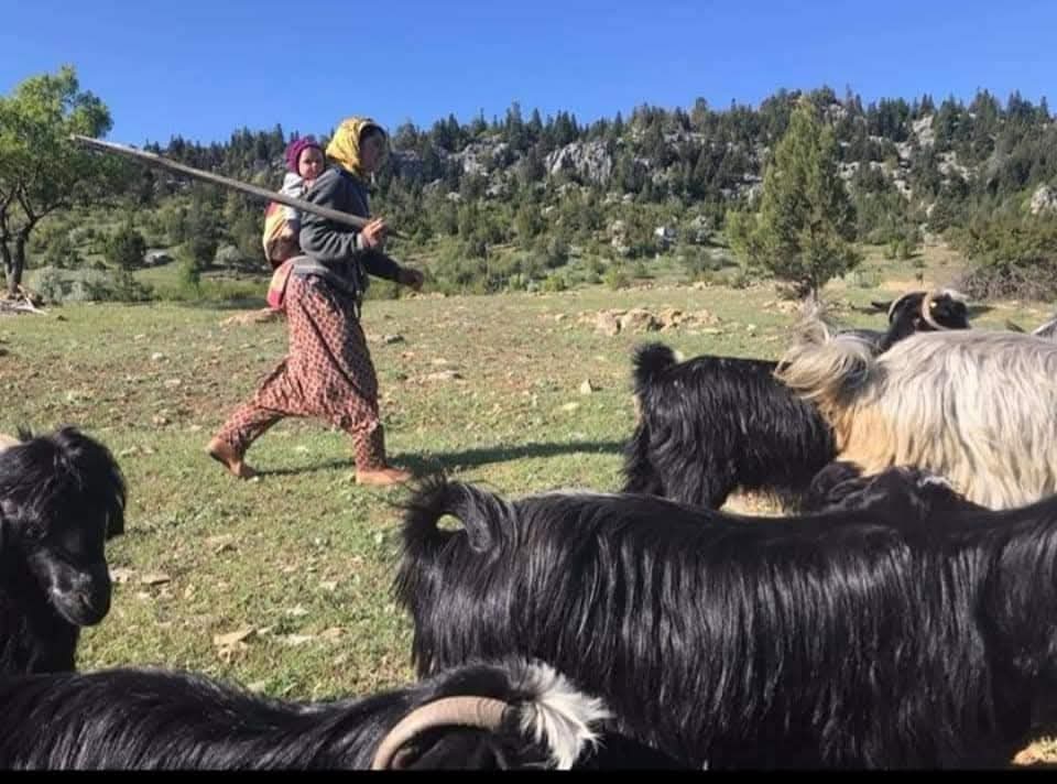 Sarıkeçili Yörüklerin develi 'kış yurdu' yolculuğu sürüyor - Görsel 5