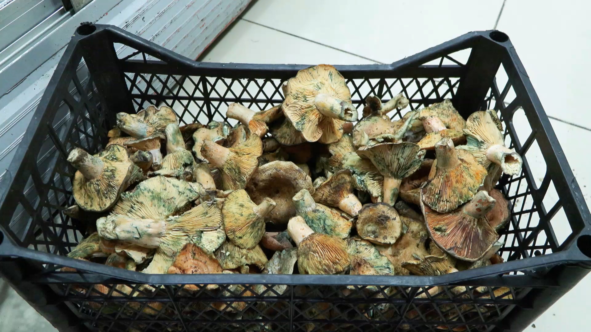 İstanbul- 'İstanbul'da bir ayda 60 kişi mantar zehirlenmesi nedeniyle hastaneye başvurdu' - Görsel 2