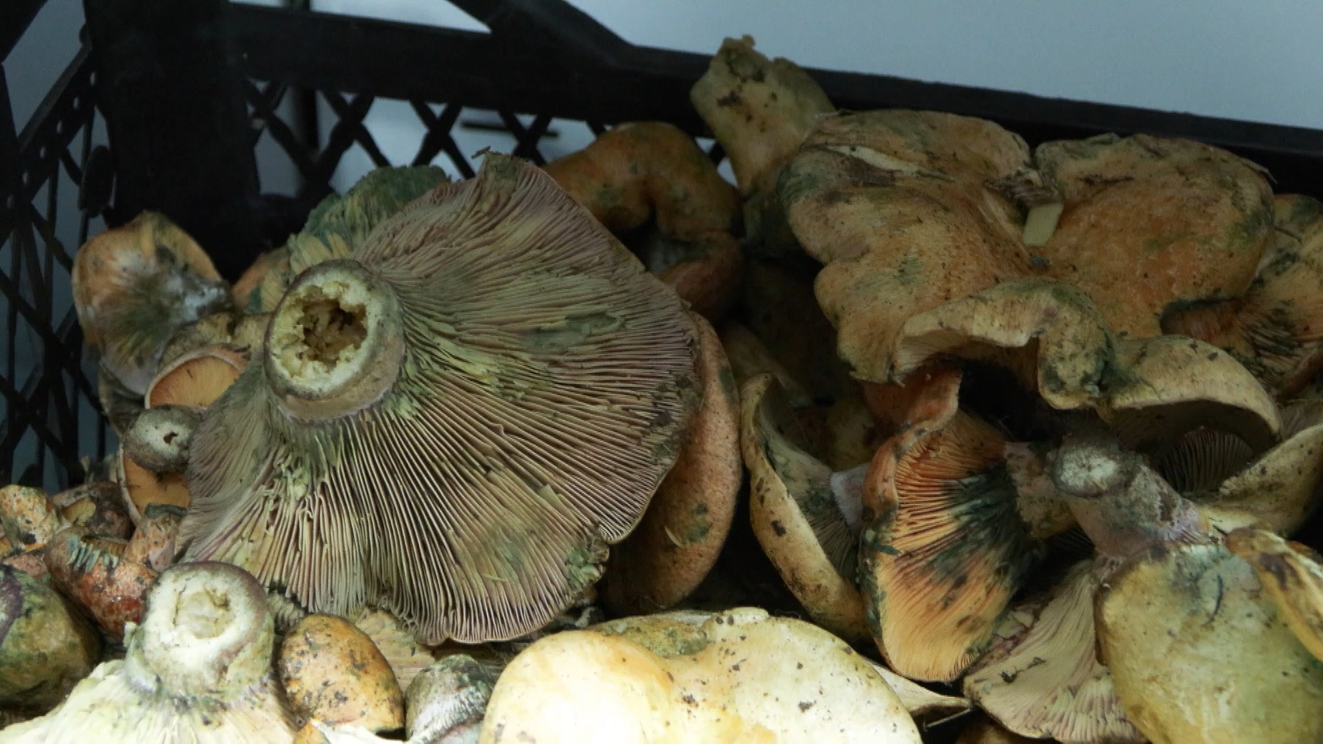 İstanbul- 'İstanbul'da bir ayda 60 kişi mantar zehirlenmesi nedeniyle hastaneye başvurdu' - Görsel 3