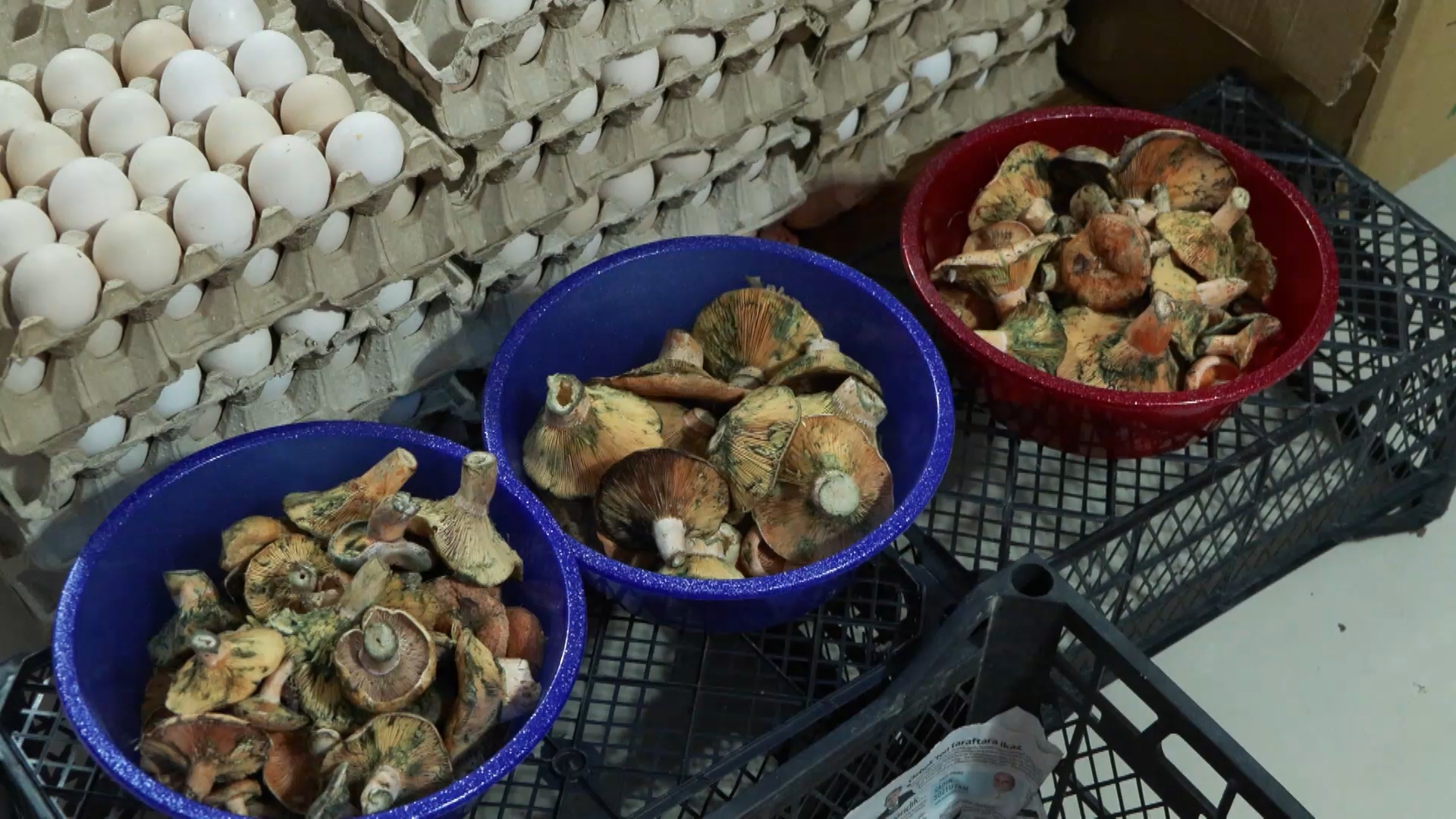 İstanbul- 'İstanbul'da bir ayda 60 kişi mantar zehirlenmesi nedeniyle hastaneye başvurdu' - Görsel 4