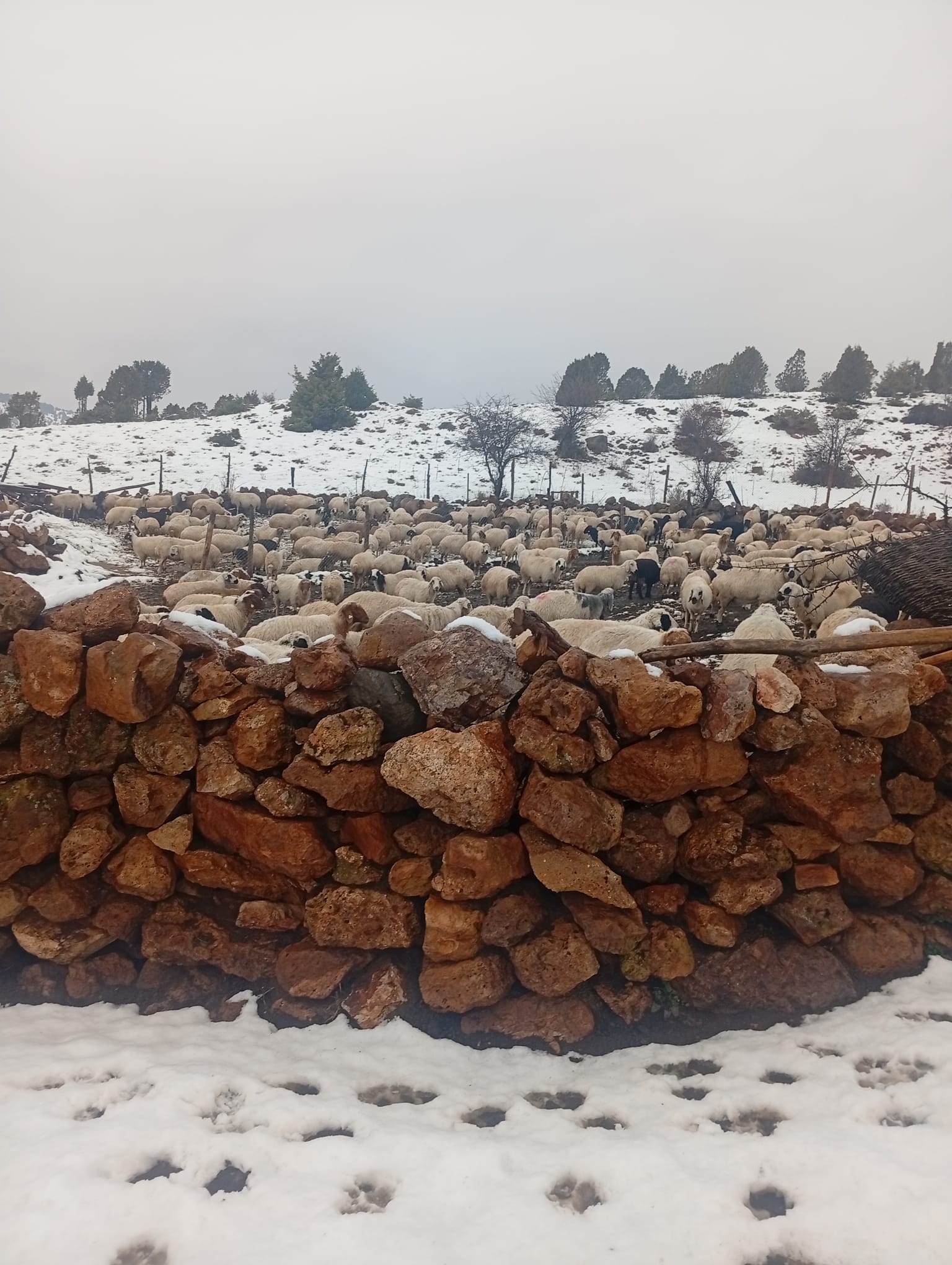 Seydişehir'de Beklenen Kar, Alacabel'de Değil Kozlu'da Yağdı - Görsel 1