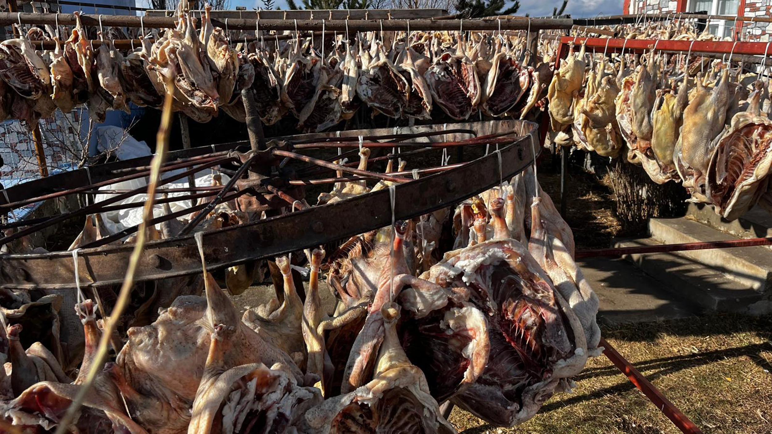 Gurbetteki Karslılar için 900 kazı keserek kurutmaya bıraktı - Görsel 1